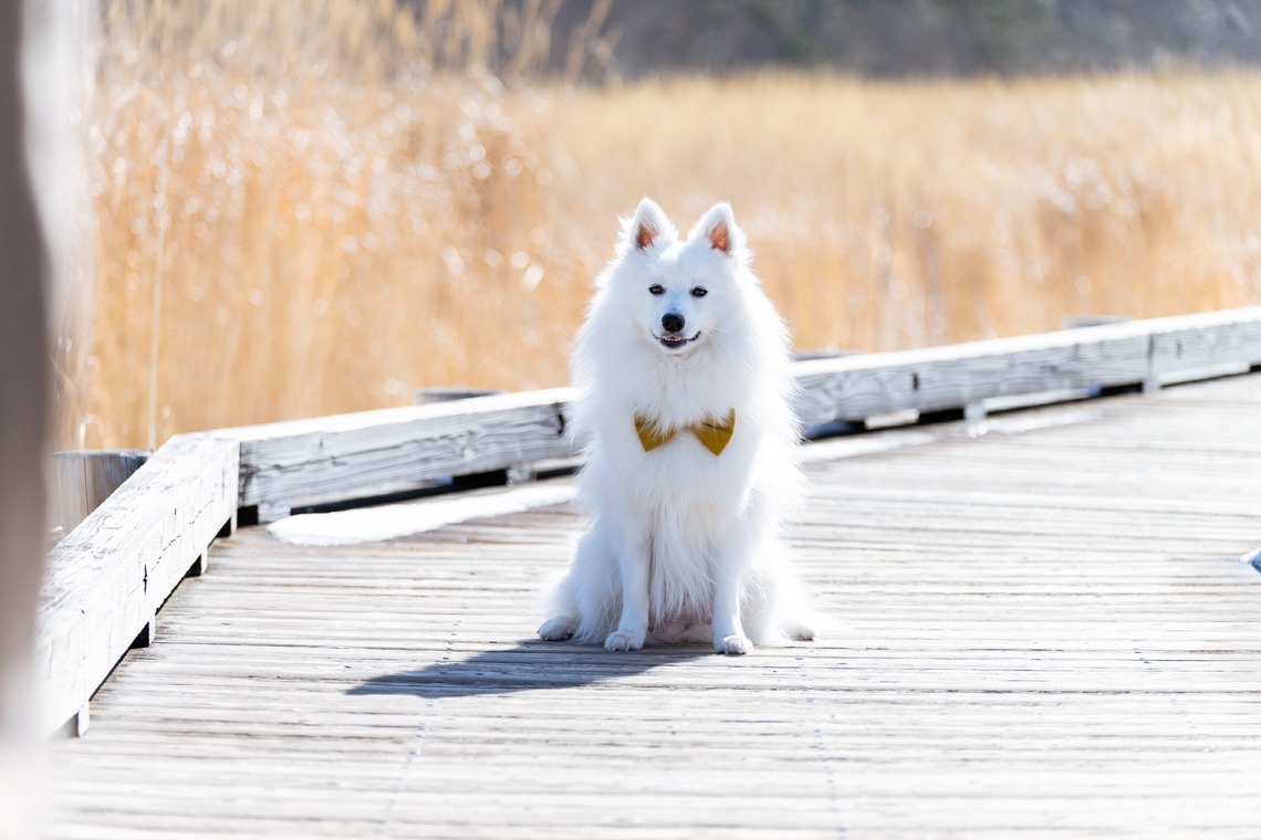 Makoto Nakamuraが撮影した写真のアルバム「ペット」