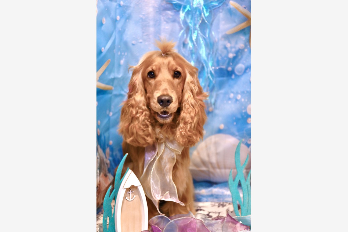 TSD officeが撮影した「ペット撮影」の写真