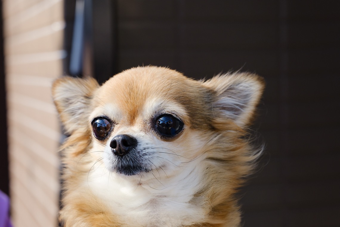 高夏写真店が撮影した写真のアルバム「プロフィール写真の撮影」