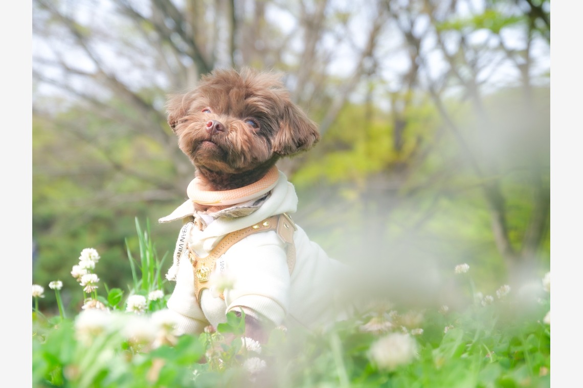 withが撮影した写真のアルバム「ペット撮影」