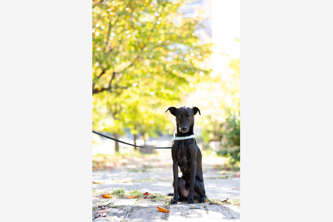 KOGA写真が出張撮影した家族写真(キッズ,ベビーフォト)などが写った「犬・わんこ撮影」の家族写真