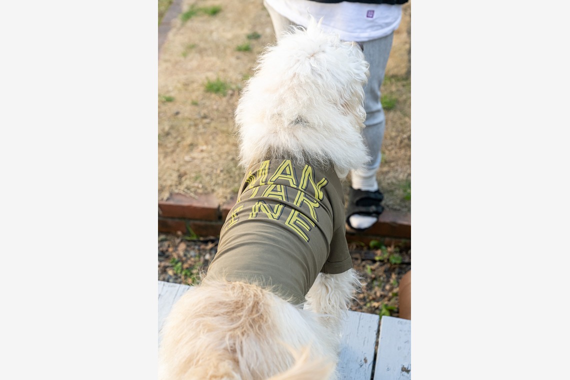 吉田佳央が撮影した「DOG SHOOTING」の写真