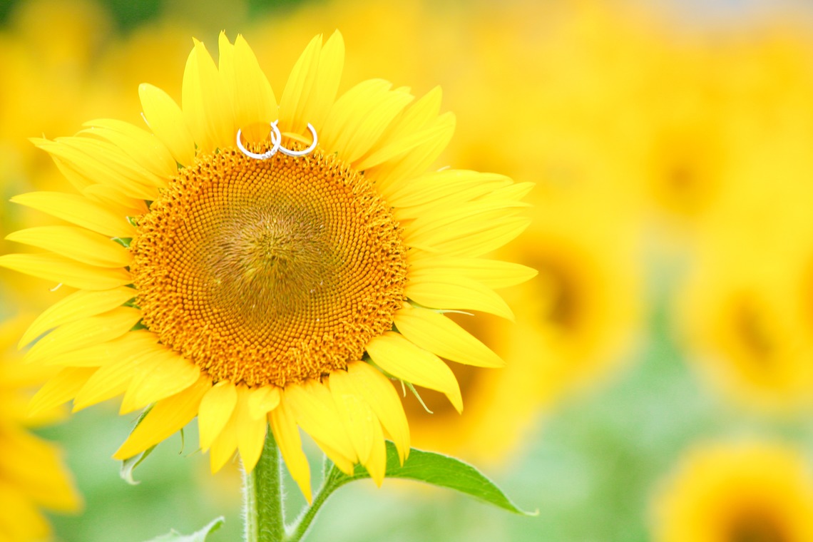 Photo Studio cadeau（カドゥー)が撮影した「フォトギャラリー」の写真