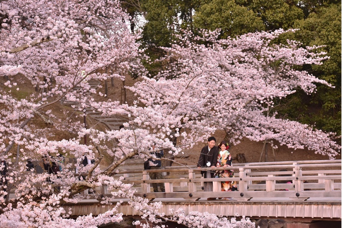キキフォトワークスが撮影した「桜の季節の和装前撮り」の写真