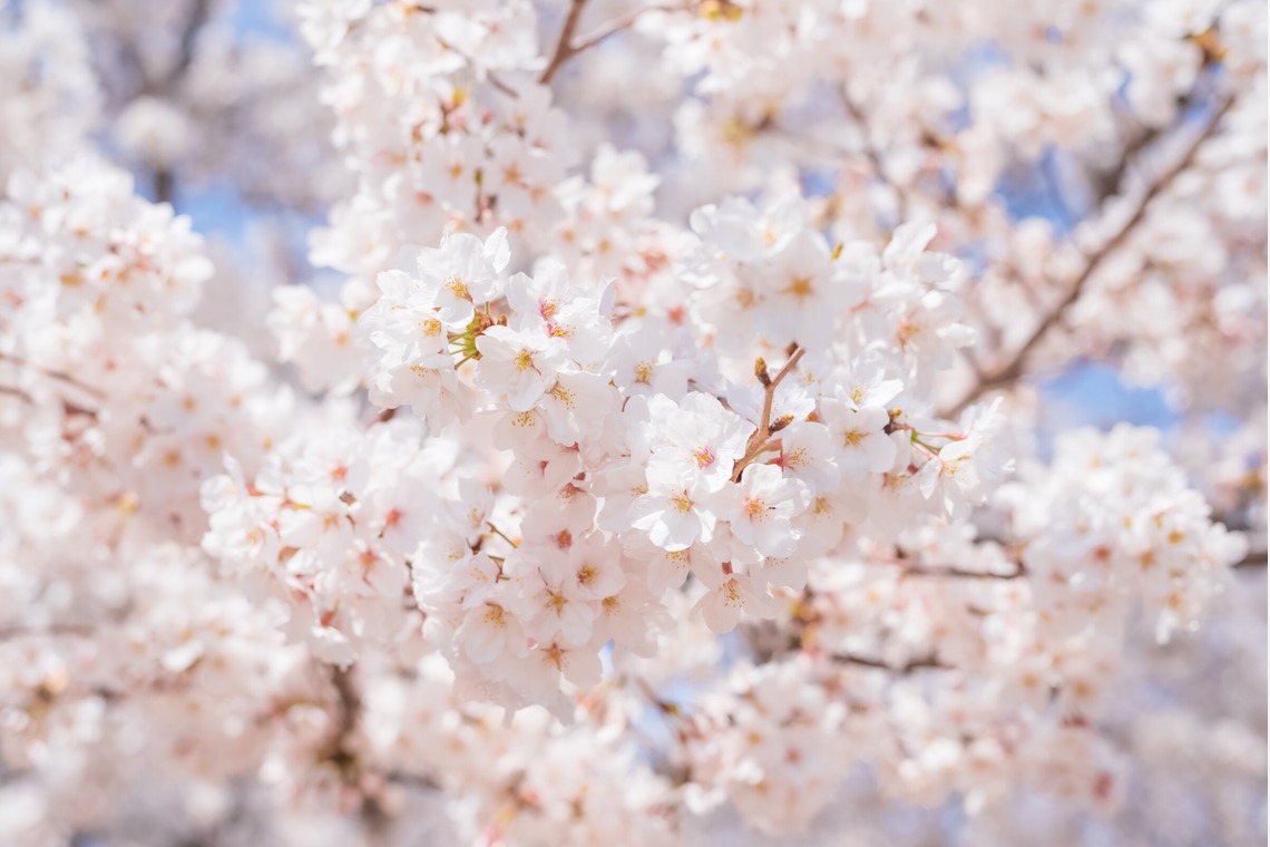 フォトスタジオ　ちっくたっくが撮影した写真のアルバム「植物」