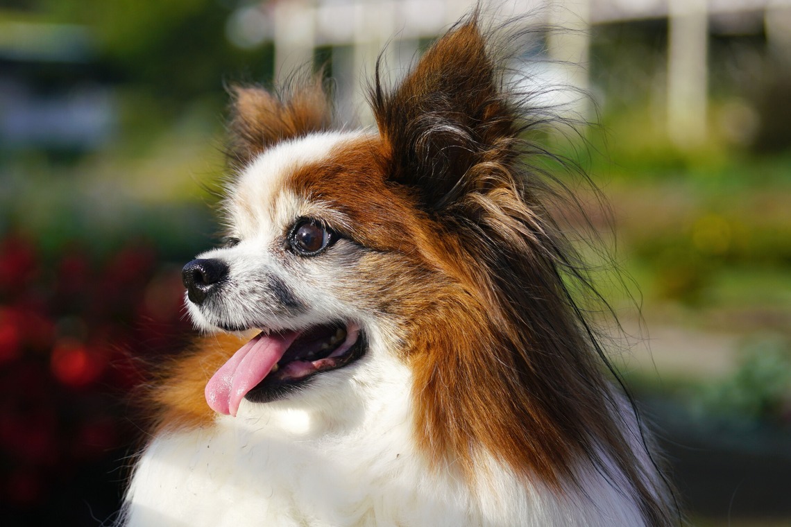 河野慈圓が撮影した「ペット撮影」の写真