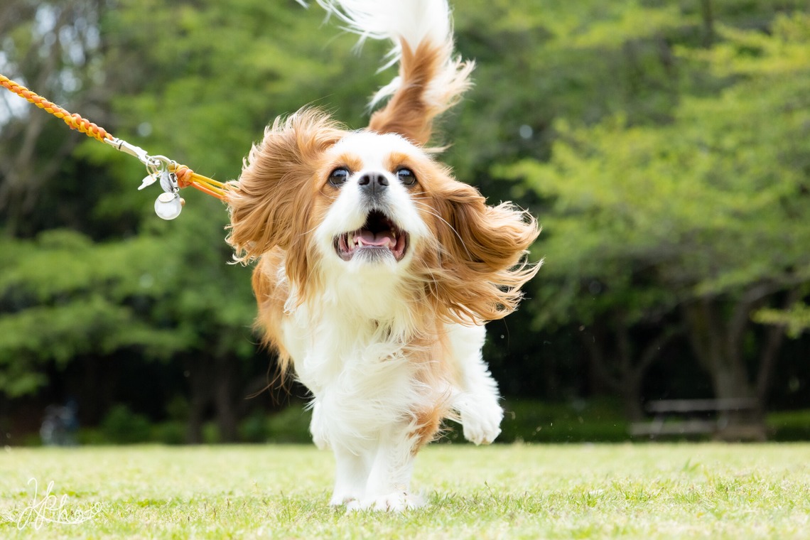 大森光太郎・K-PHOTOが撮影した家族写真(キッズ,ベビーフォト)のアルバム「ペット撮影」