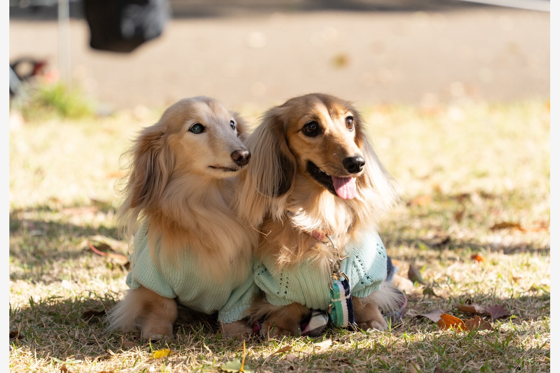 千葉が撮影した写真のアルバム「ペット撮影」