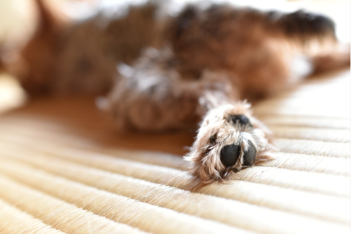 大熊和輝が撮影した「ペット撮影」の写真