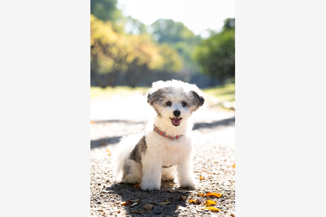 KOGA写真が撮影した「犬・わんこ撮影」の写真