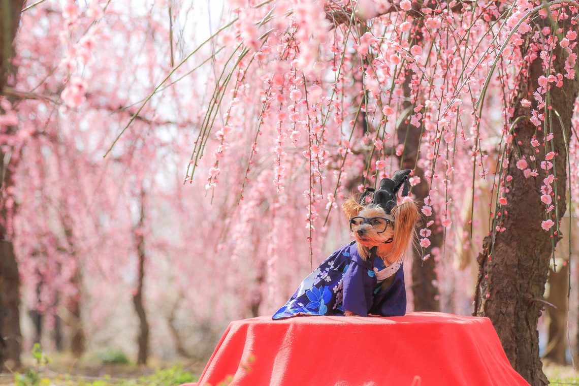 高橋 透（Coo&Sea STUDIO代表）が撮影した写真のアルバム「梅de撮影会＠小田原」