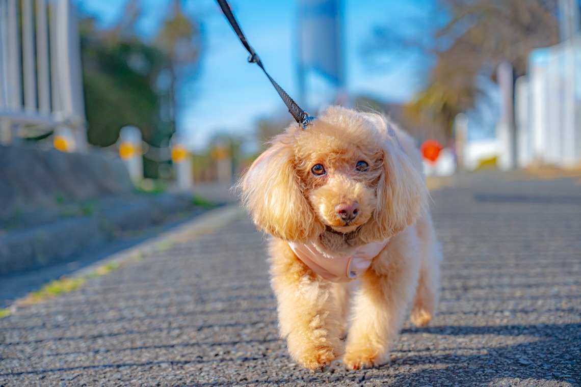 高木勇斗が撮影した「トイプードル」の写真