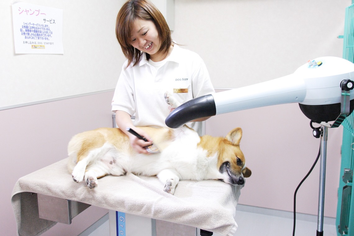 森安　照が撮影した写真のアルバム「ペット撮影（犬・猫）」