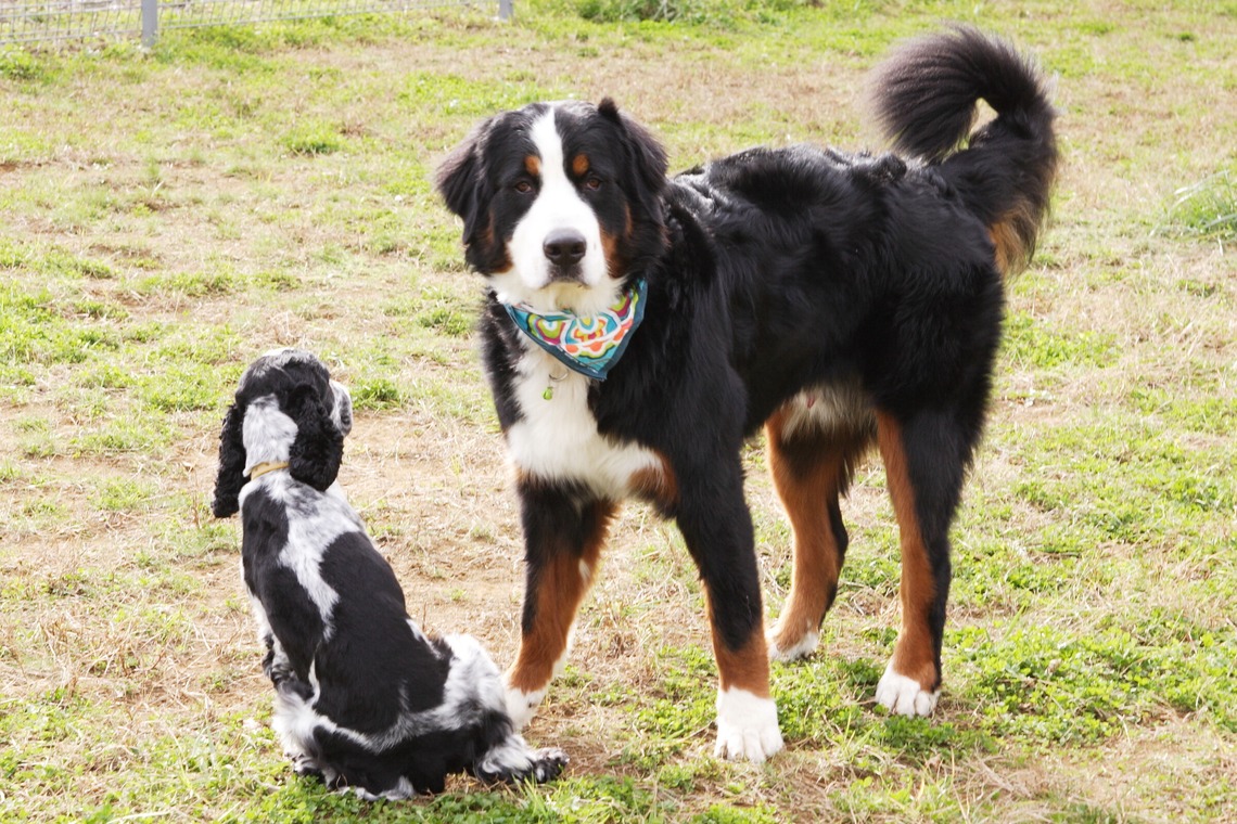 森安　照が撮影した写真のアルバム「ペット撮影（犬・猫）」