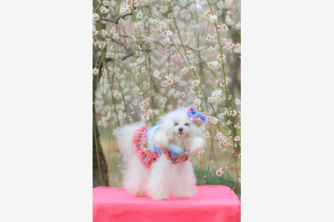 高橋 透（Coo&Sea STUDIO代表）が撮影した写真のアルバム「梅de撮影会＠小田原」