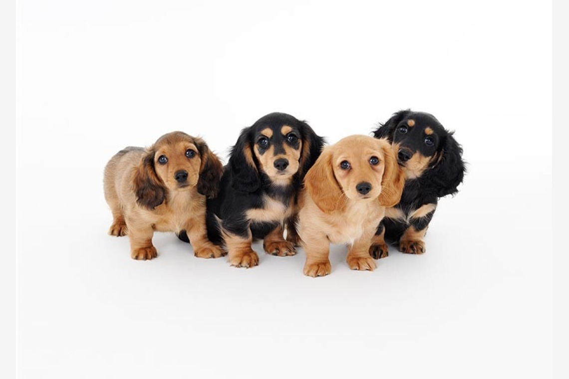 有限会社スタジオホリデーが撮影した「商品撮影　大阪」の写真