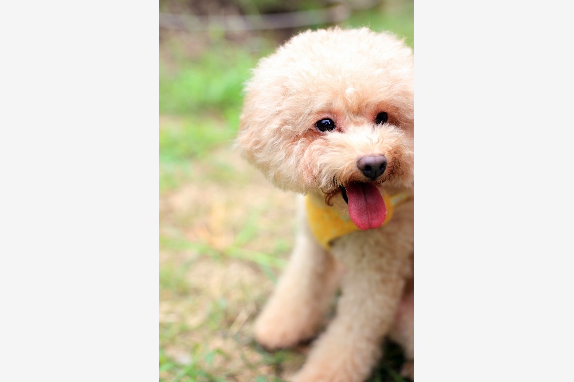 ほんとうにかわいい結婚写真ecoo（エクー）が撮影した「ロケーション/洋装」の写真