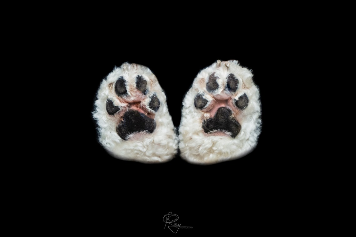 Ray Yamaguchiが出張撮影した家族写真(キッズ,ベビーフォト)などが写った「ペット撮影」の家族写真