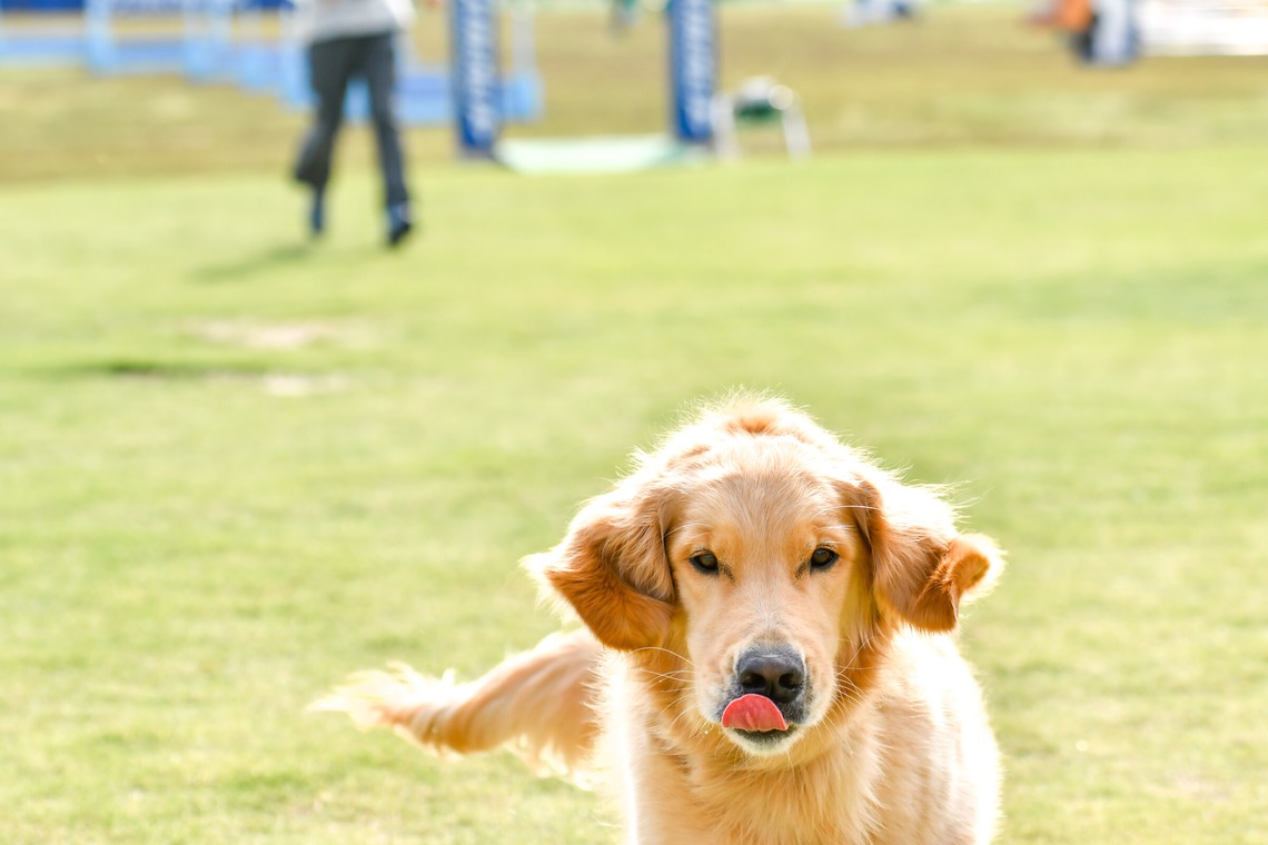 スタジオファンタスが撮影した「ドッグスポーツエクストリーム」の写真