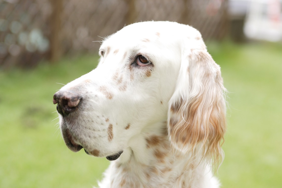 森安　照が撮影した「ペット撮影（犬・猫）」の写真