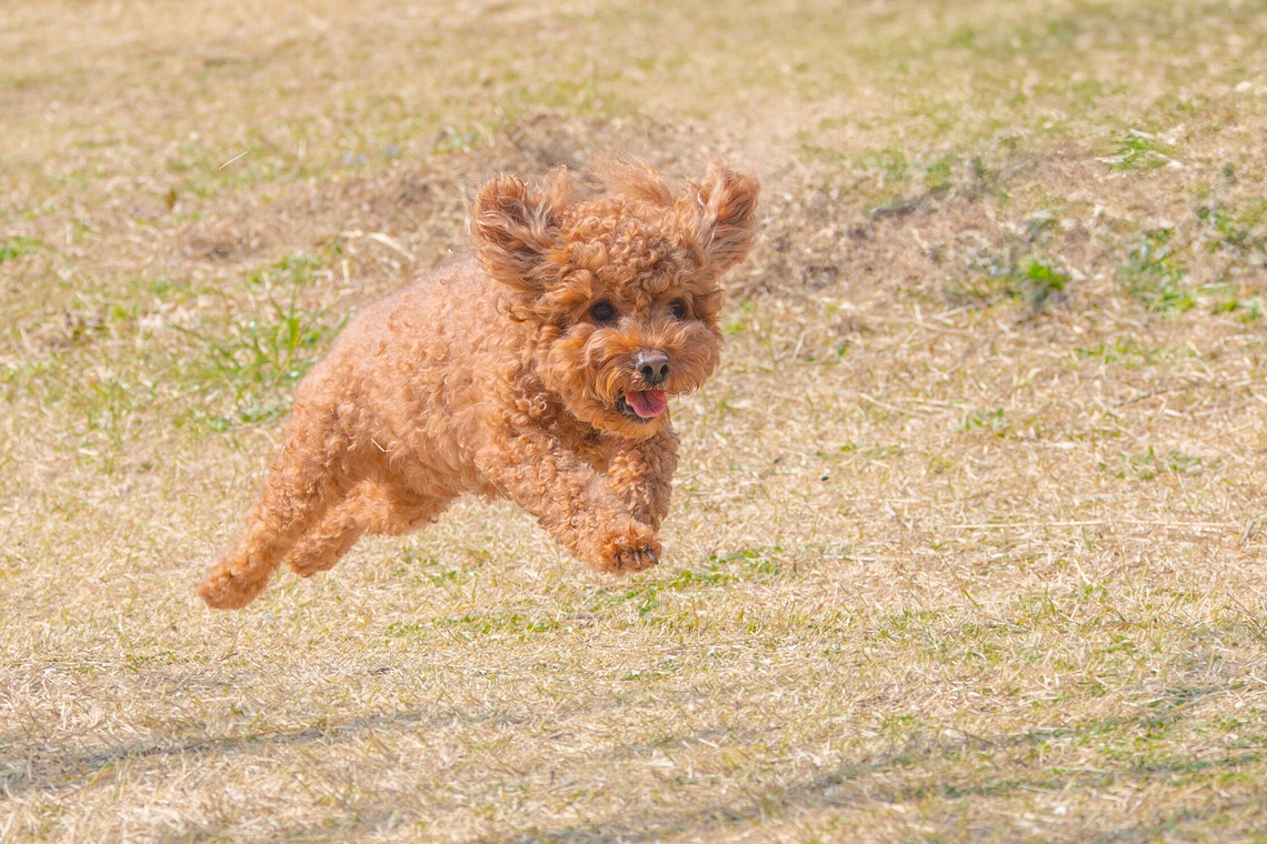 あなたの写真館が撮影した写真のアルバム「ペット撮影」