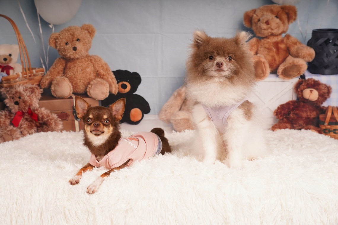 スタジオ　まるが撮影した「ペット撮影」の写真