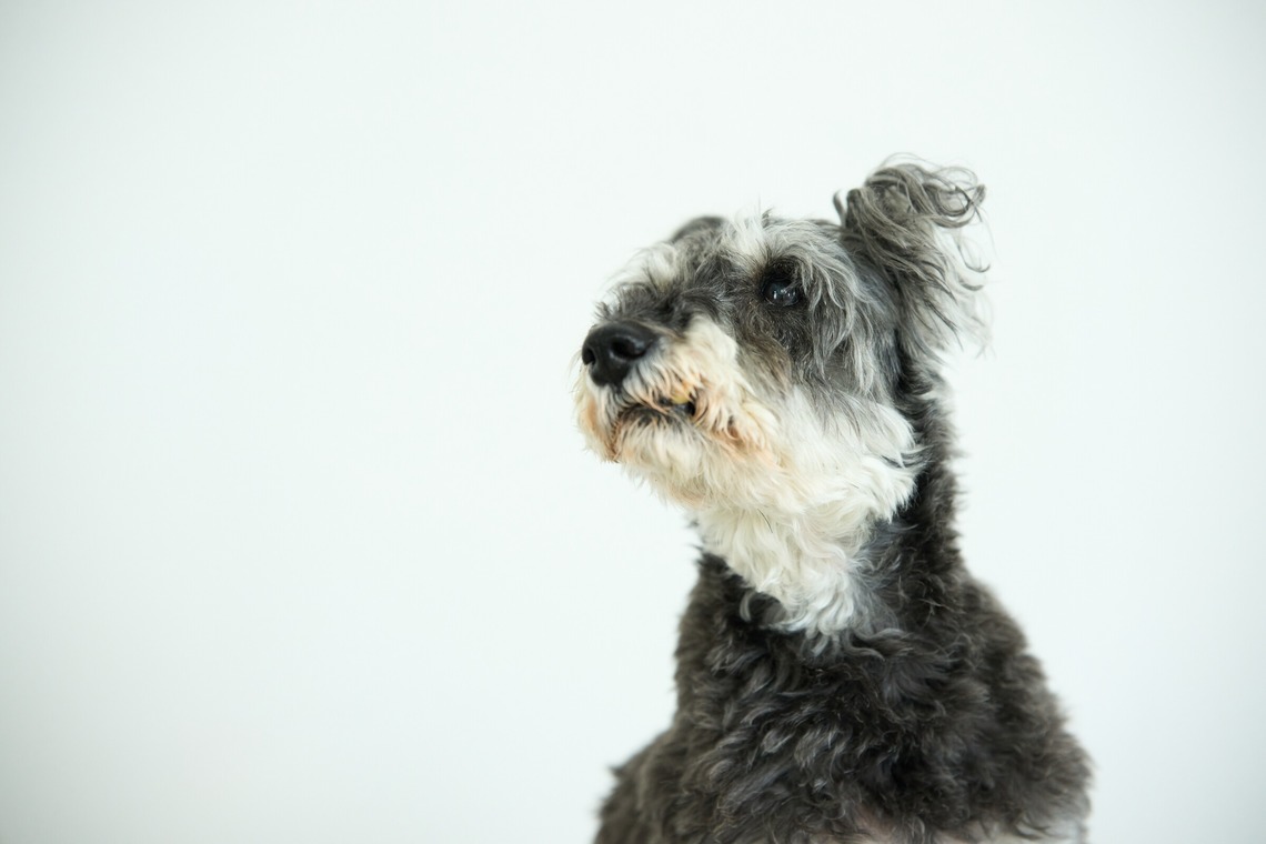 クリエイティブツリーが撮影した写真のアルバム「ペット撮影」