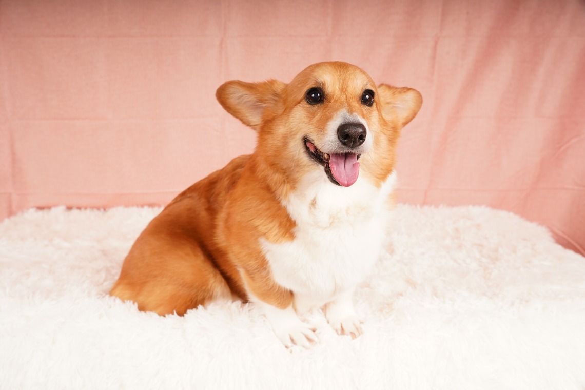 スタジオ　まるが撮影した写真のアルバム「ペット撮影」