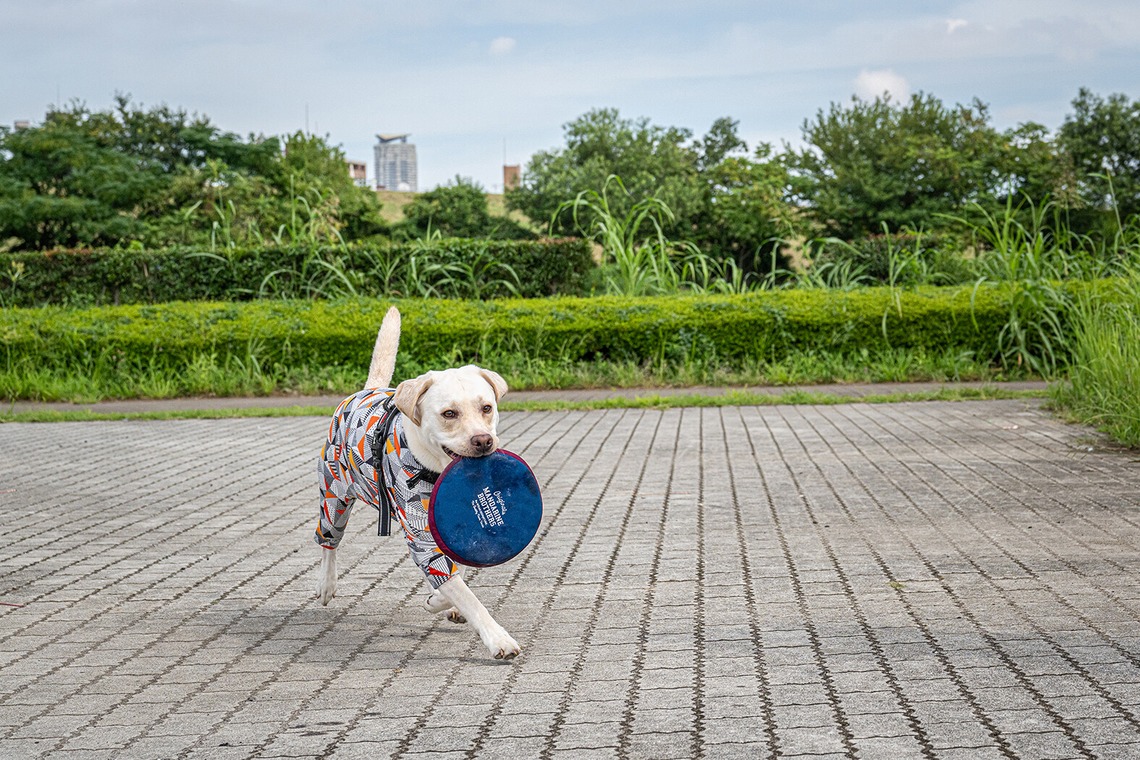 吉田佳央が撮影した「DOG SHOOTING」の写真