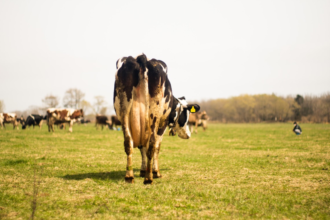 神部葵が撮影した「菊地ファーム　春の初放牧公開イベント」の写真