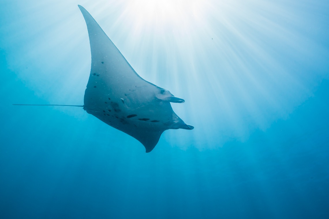 リトルダイナソーが撮影した「水中風景」の写真