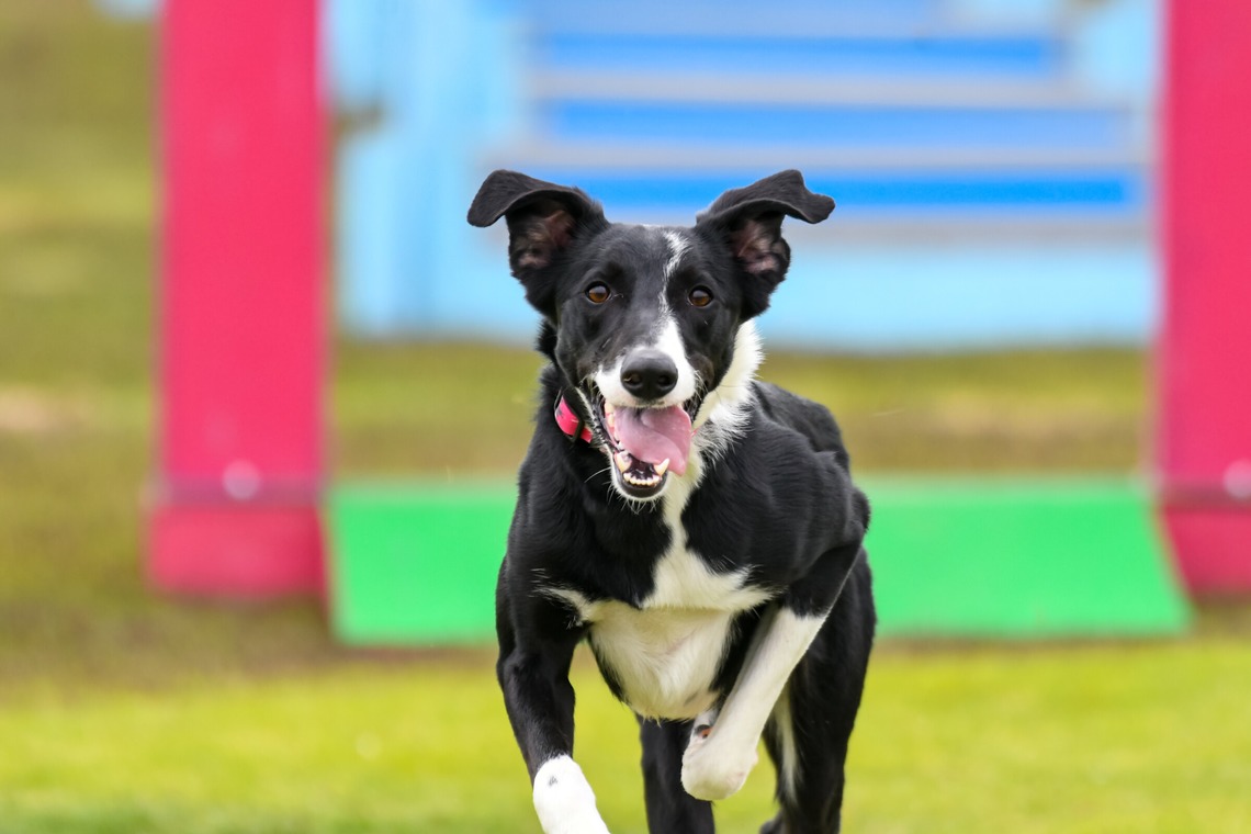 スタジオファンタスが撮影した「ドッグスポーツエクストリーム」の写真