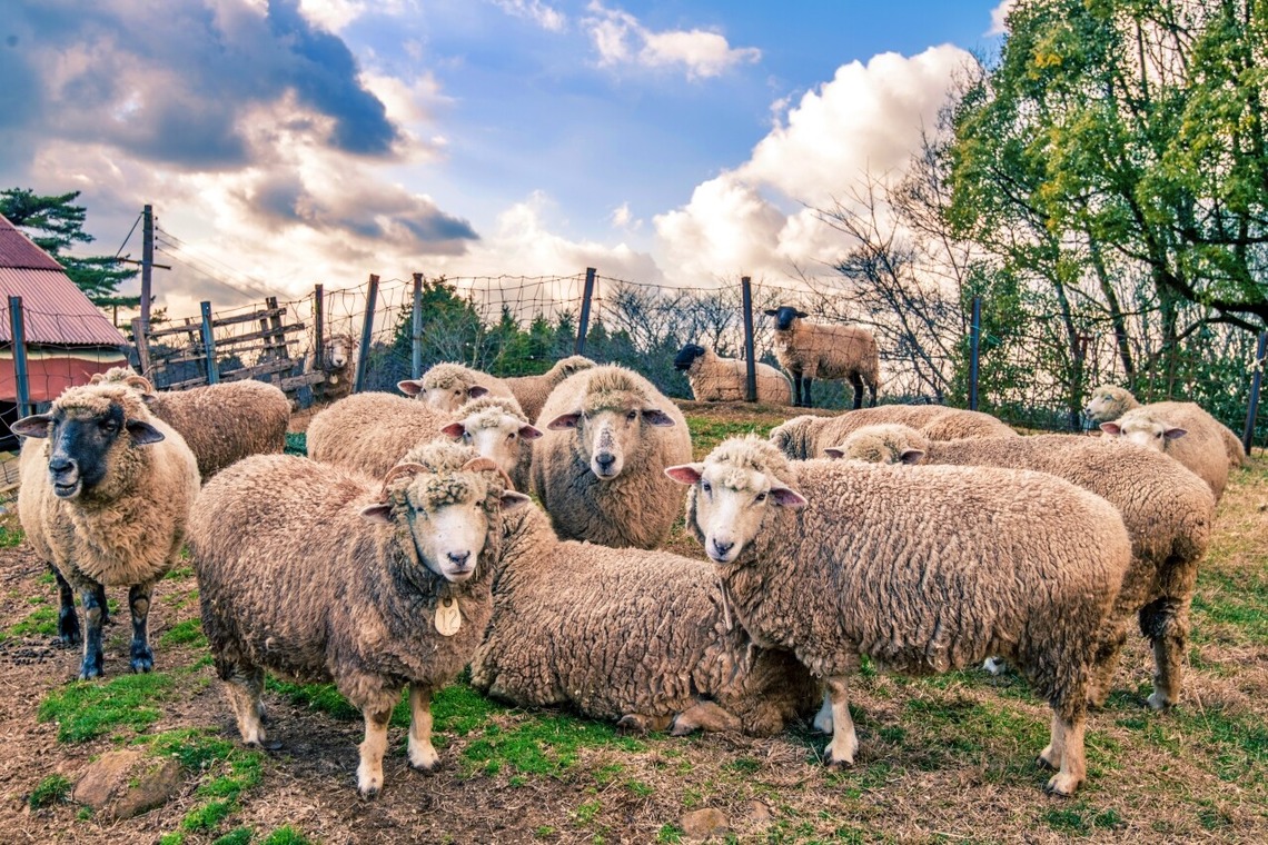 リトルダイナソーが撮影した「風景」の写真