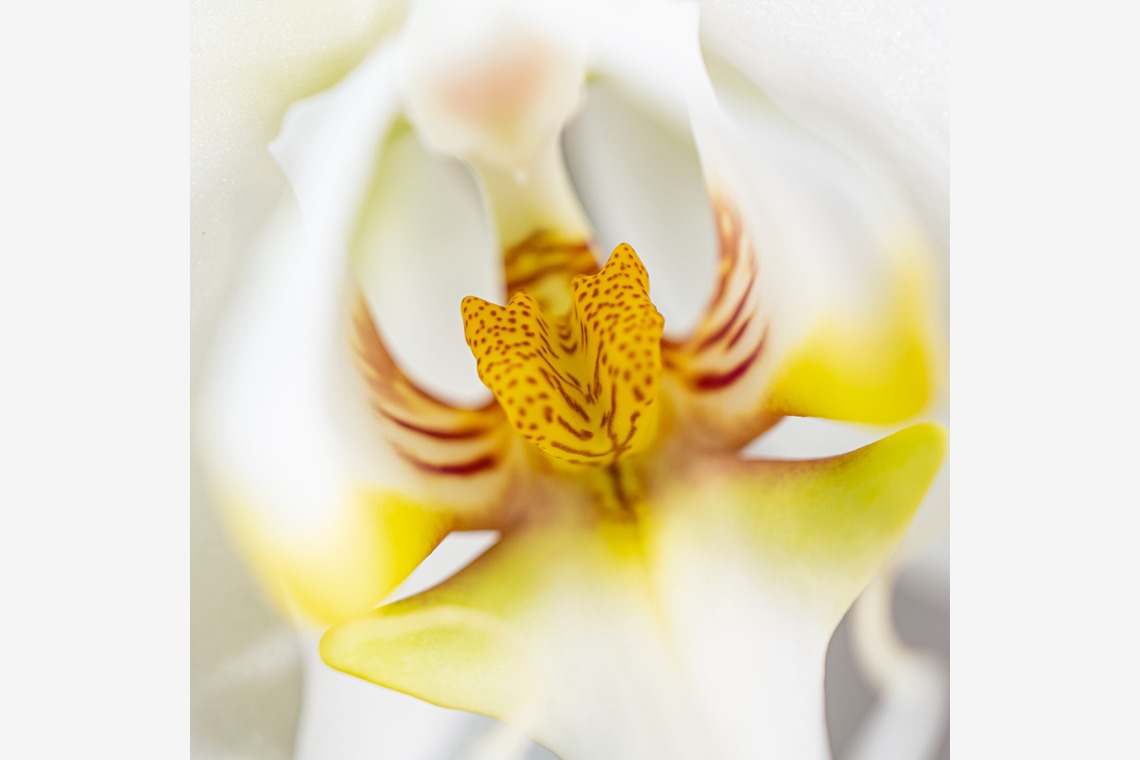 河野慈圓が撮影した写真のアルバム「物撮り」