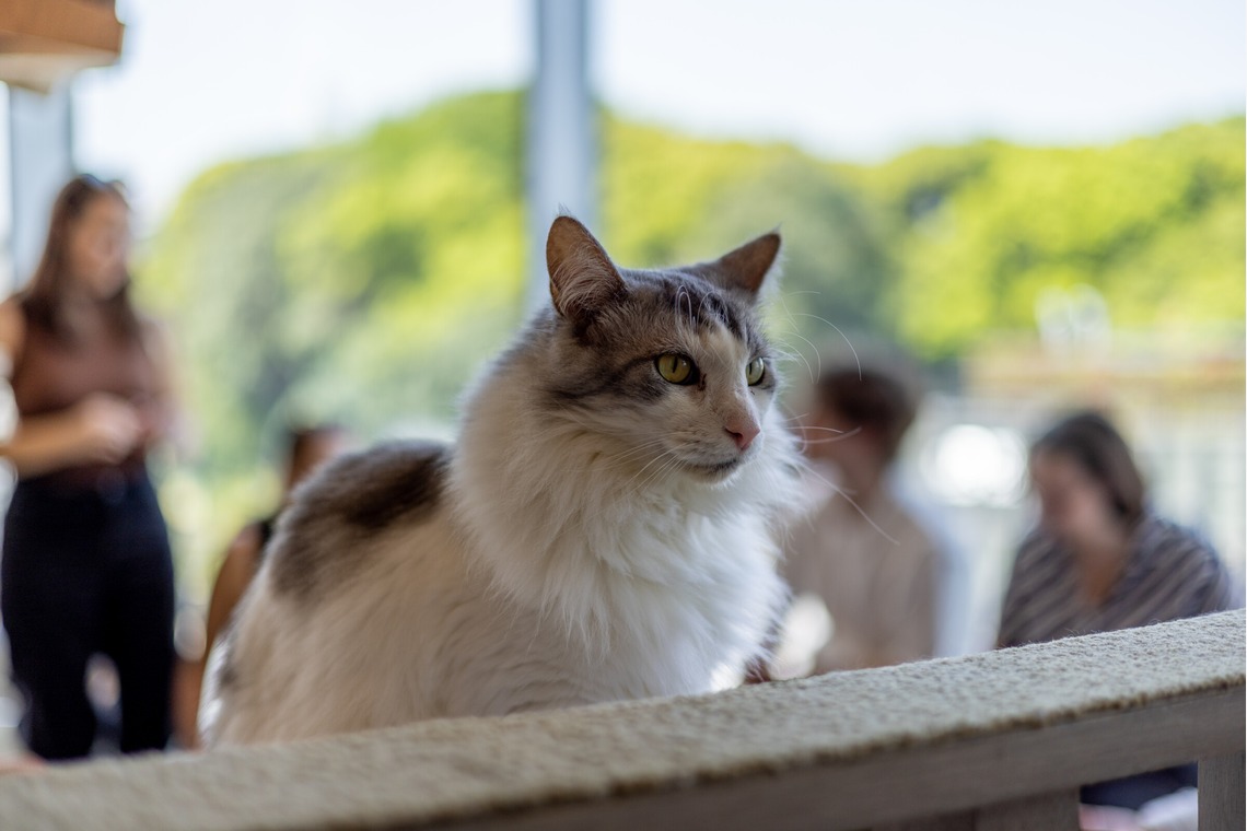 沖山俊樹が撮影した写真のアルバム「ペット_20230411_MOCHA原宿」