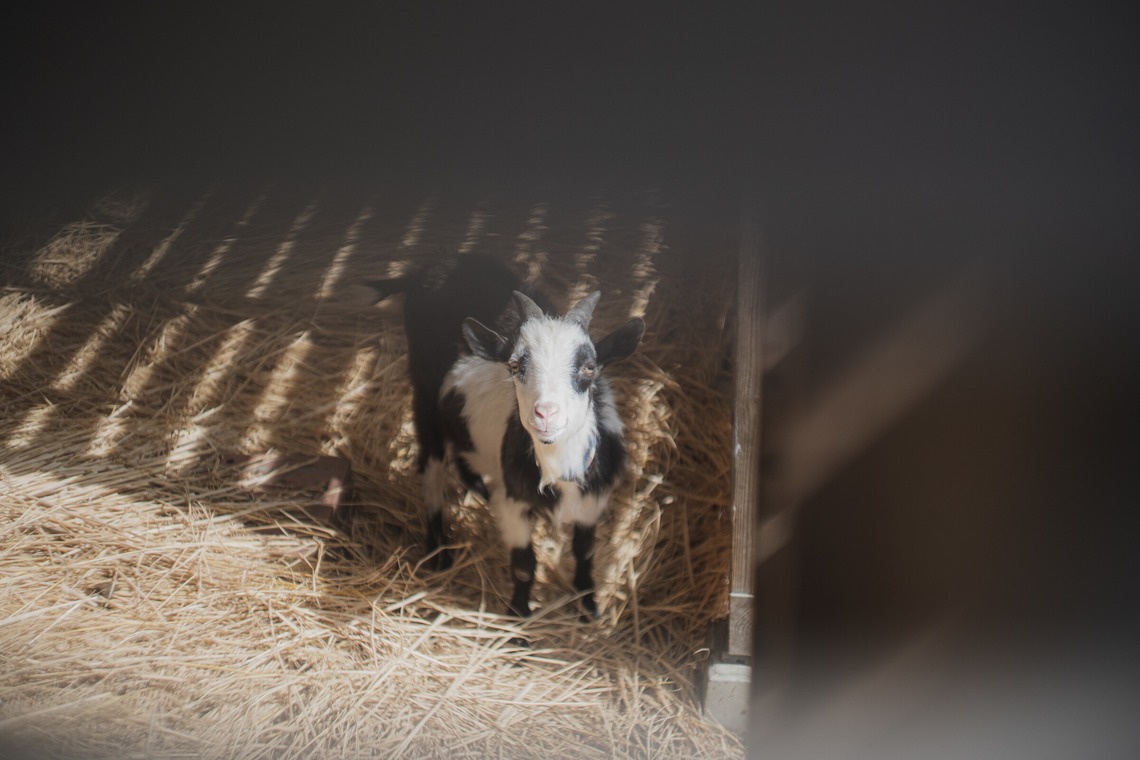 umimoyamamoworksが撮影した写真のアルバム「食と農のイベント写真（集合写真、料理、イベント）」