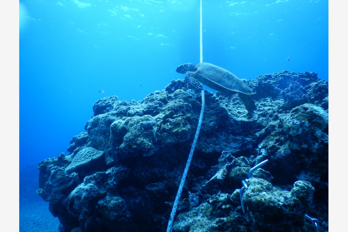 杉野優介が撮影した写真のアルバム「スキューバーダイビング水中撮影」