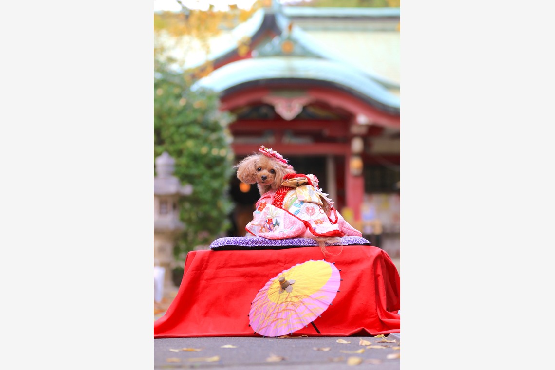 高橋 透（Coo&Sea STUDIO代表）が出張撮影した家族写真(キッズ,ベビーフォト)などが写った「七五三出張撮影＠東京」の家族写真