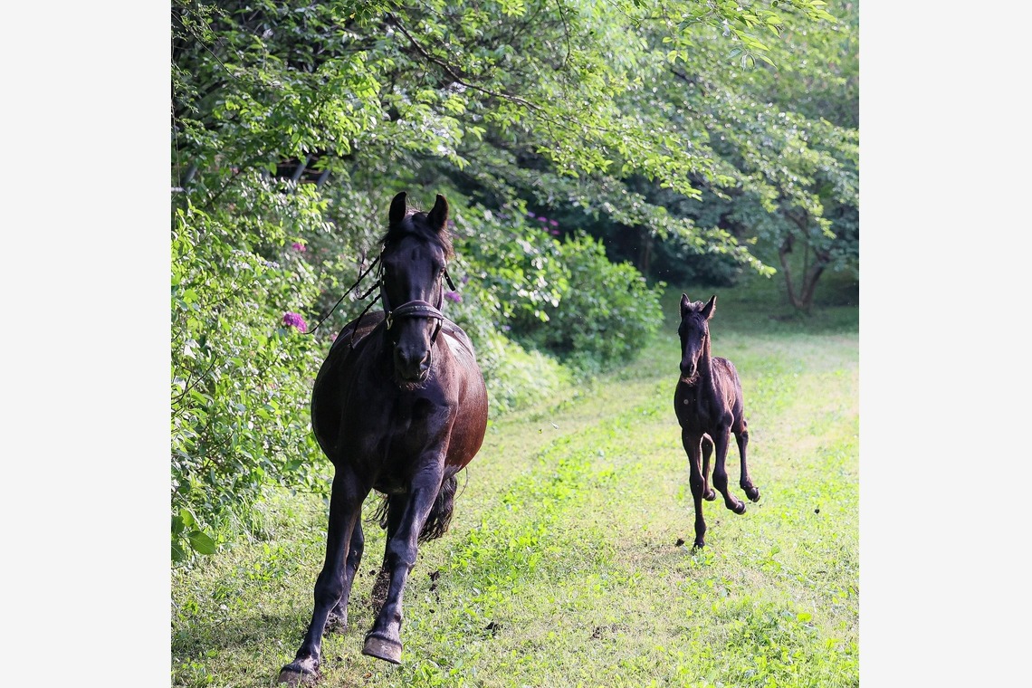 株式会社Neo-Smile 「locationbreeze」高橋 徹が撮影した家族写真(キッズ,ベビーフォト)のアルバム「ペット動物など」