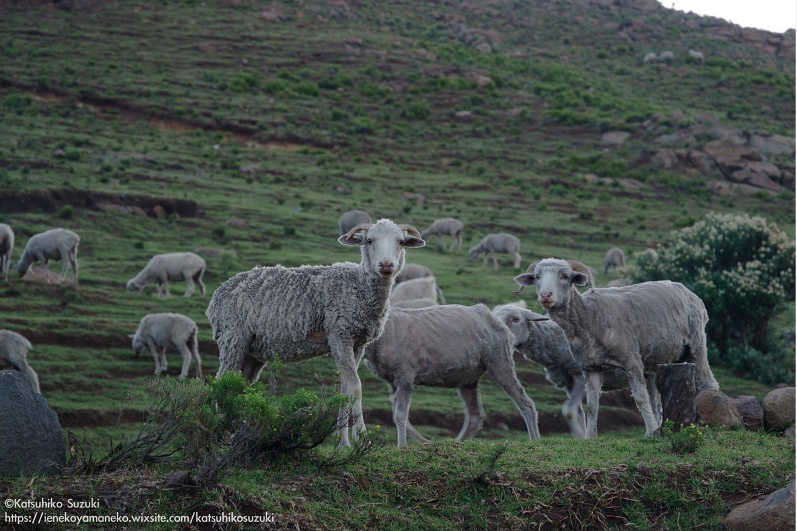 Katsuhiko Suzukiが撮影した写真のアルバム「レソト王国」