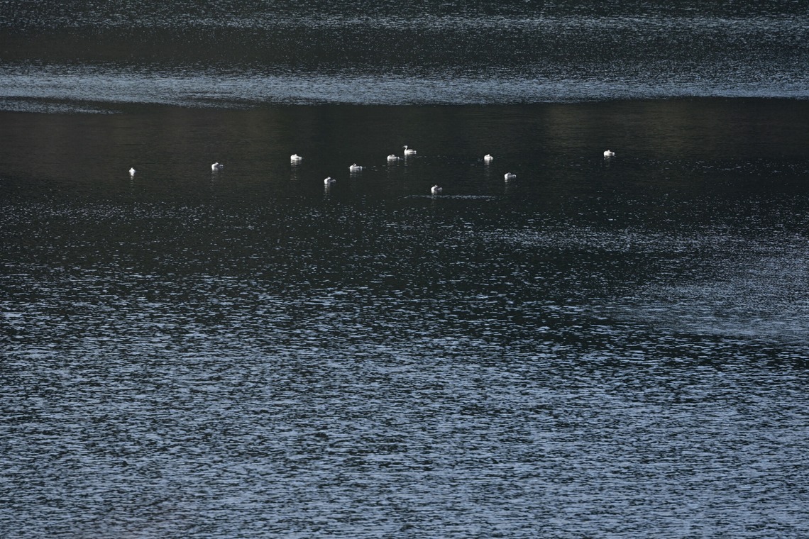 あまかど スタジオが撮影した「風景・史跡の写真撮影」の写真