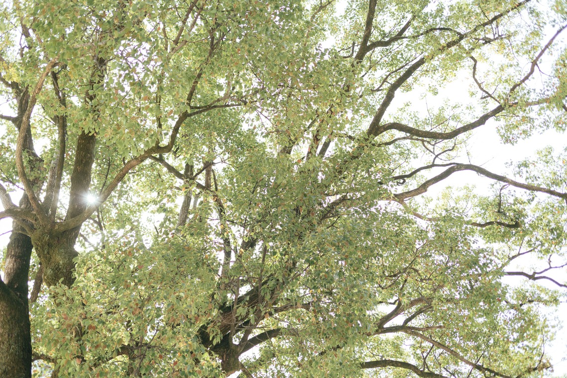 Aurora Photographyが撮影した七五三フォトのアルバム「七五三、日常撮影」