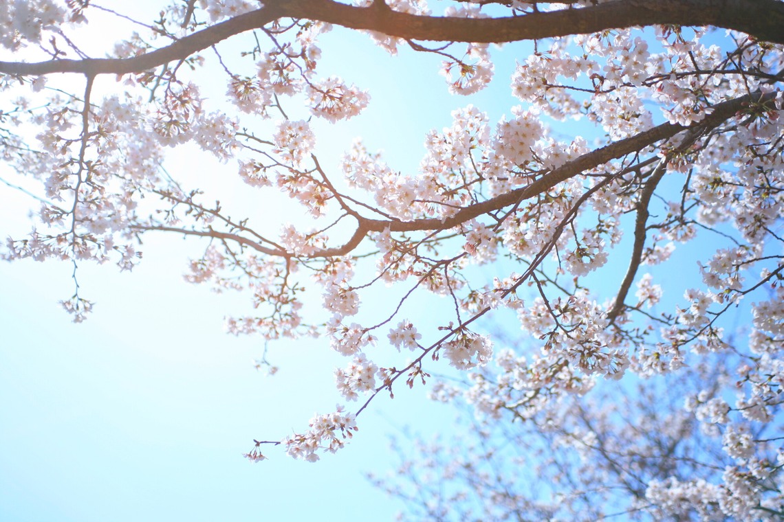 blink photoが撮影した「風景」の写真