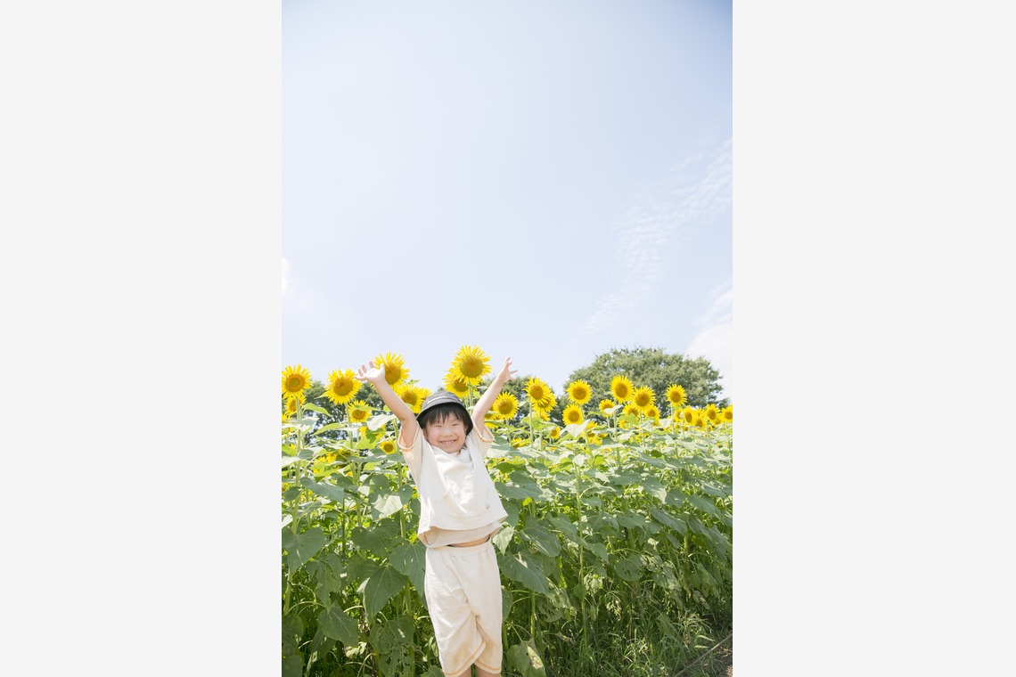 スタジオミルクが撮影した「ひまわり撮影＠昭和記念公園」の写真
