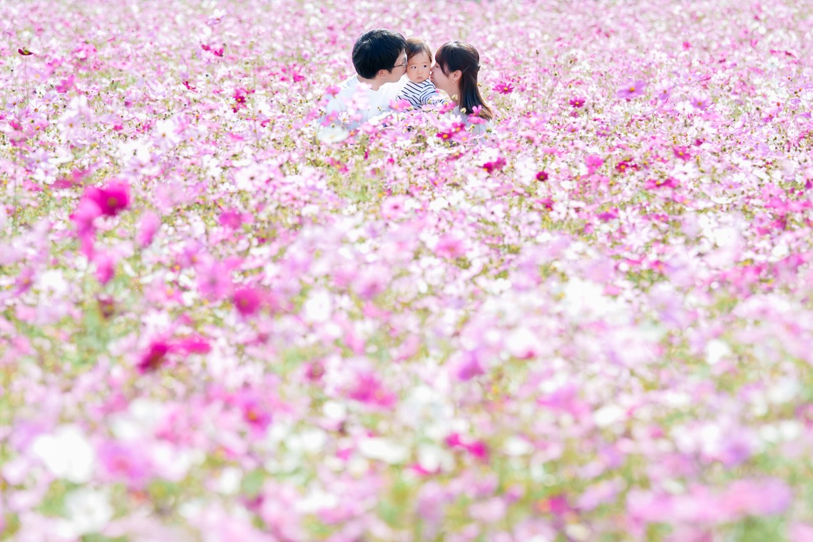 lino-'akaが撮影した写真のアルバム「コスモス」