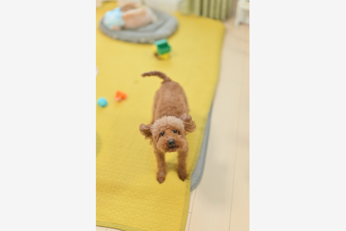 大熊和輝が撮影した「ペット撮影」の写真