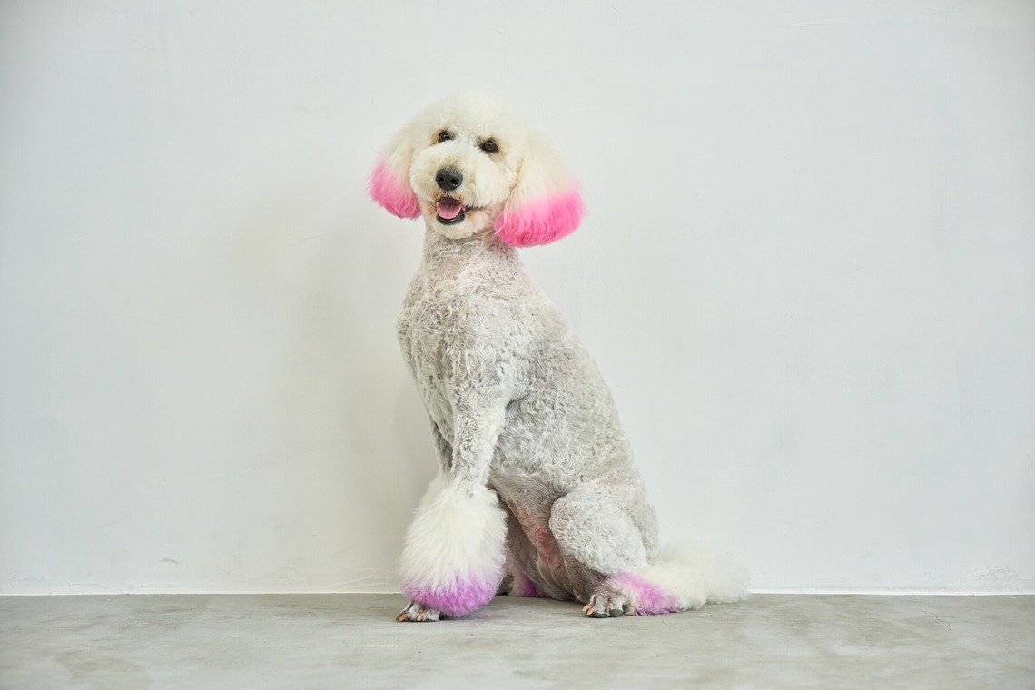 クリエイティブツリーが撮影した写真のアルバム「ペット撮影」