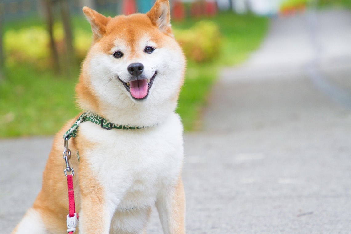 インスタントソイ合同会社　井上泰徳が撮影した写真のアルバム「ワンちゃん撮影」