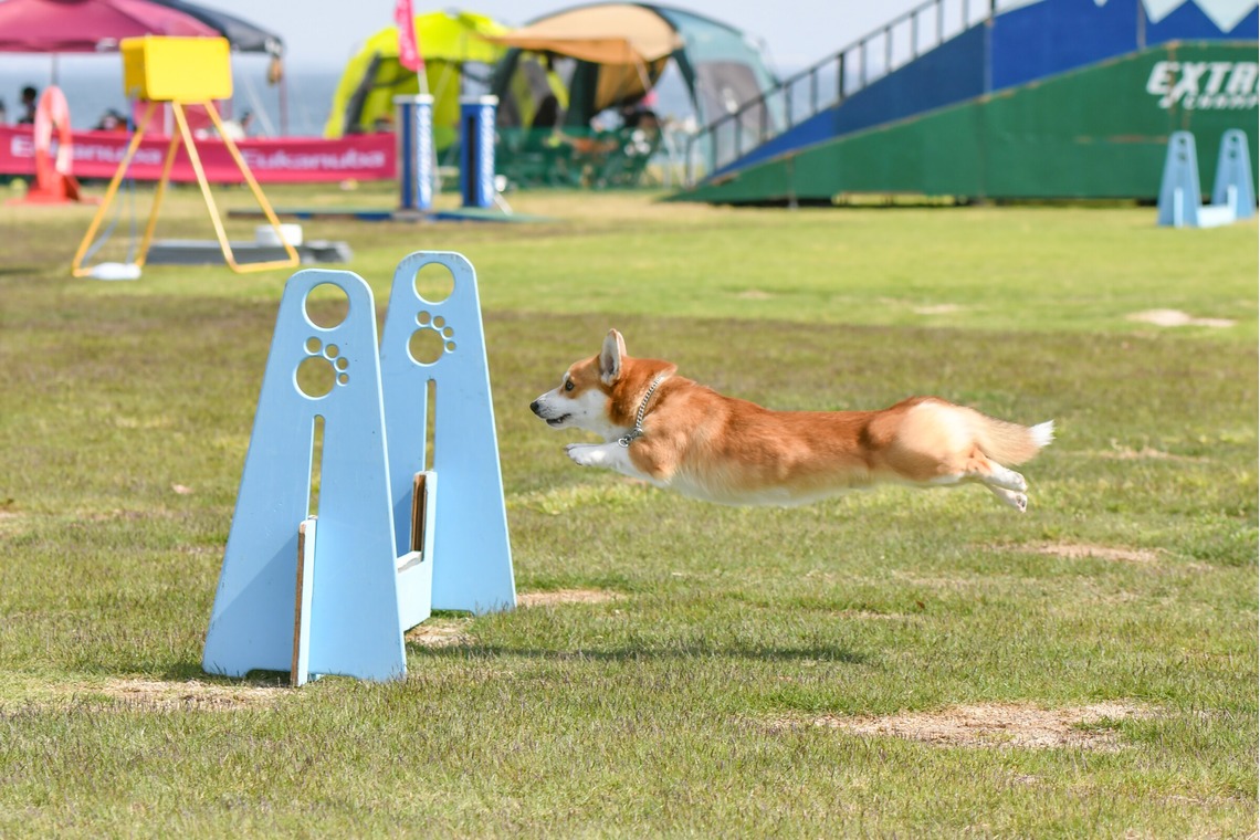 スタジオファンタスが撮影した「ドッグスポーツエクストリーム」の写真