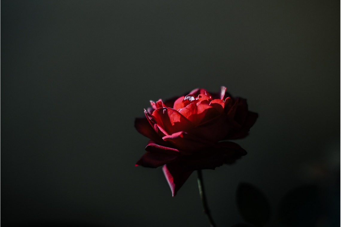 NOJYO高木俊幸写真事務所が撮影した写真のアルバム「花」